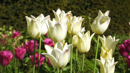 Tulips Elegant Lady in Walled Gardens