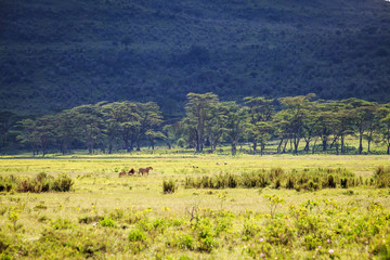 A Pride of Lions in the grasslands of Lake Nakuru, Kenya