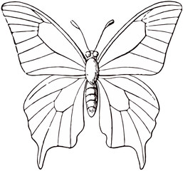 butterfly isolated on white background