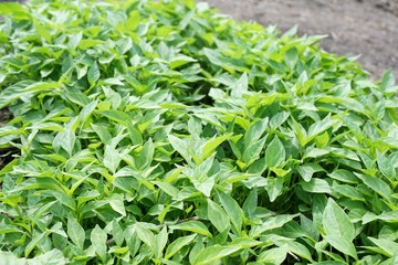 fresh green chili tree in nature garden