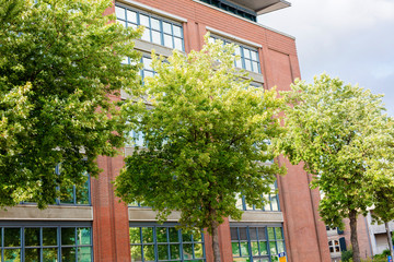 Close-up of trees in the city