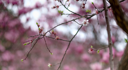 Cherry blossom with the blur flower background.