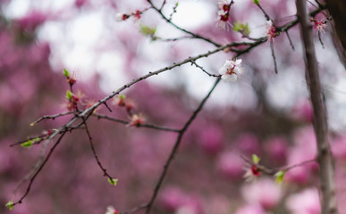 Cherry blossom with the blur flower background.