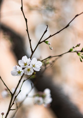 Cherry blossom with the blur flower background.