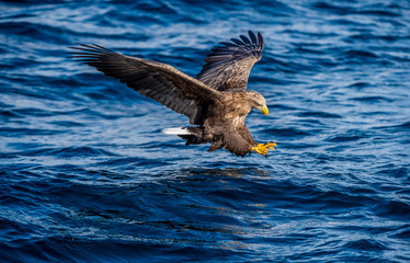 White-tailed eagle fishing. Blue Ocean Background. Scientific name: Haliaeetus albicilla, also known as the ern, erne, gray eagle, Eurasian sea eagle and white-tailed sea-eagle. Natural habitat