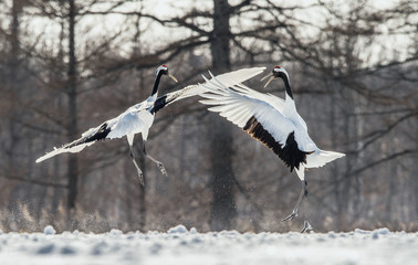 Dancing Cranes. The ritual marriage dance of cranes. The red-crowned crane . Scientific name: Grus japonensis, also called the Japanese crane or Manchurian crane.