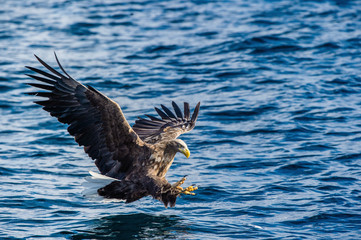 White-tailed eagle fishing. Blue Ocean Background. Scientific name: Haliaeetus albicilla, also known as the ern, erne, gray eagle, Eurasian sea eagle and white-tailed sea-eagle. Natural habitat