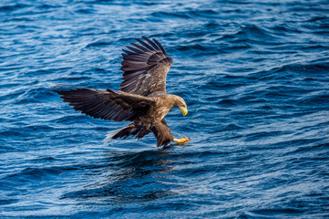 White-tailed eagle fishing. Blue Ocean Background. Scientific name: Haliaeetus albicilla, also known as the ern, erne, gray eagle, Eurasian sea eagle and white-tailed sea-eagle. Natural habitat