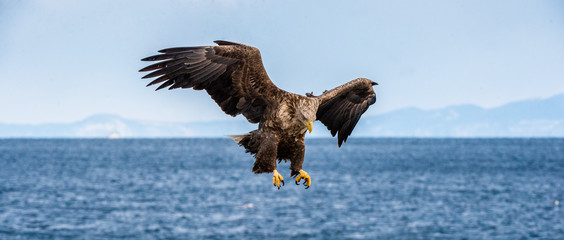 White tailed eagle in flight. Blue sky background. Scientific name: Haliaeetus albicilla, also known as the ern, erne, gray eagle, Eurasian sea eagle and white-tailed sea-eagle.