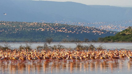 flock of lesser flamingos take flight lake bogoria, kenya
