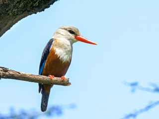 perching grey-headed kingfisher at lake bogoria, kenya