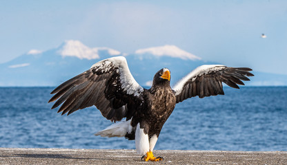 Steller's sea eagle landing.  Scientific name: Haliaeetus pelagicus. Snow covered mountains, blue sky and ocean background.  Winter Season.