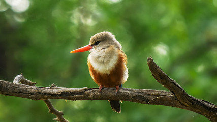 grey-headed kingfisher with foliage background at lake bogoria, kenya