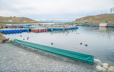 Salmon fish farming pond on the glacial waters in Twizel town of South Island of New Zealand.