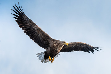 White tailed eagle in flight. Blue sky background. Scientific name: Haliaeetus albicilla, also known as the ern, erne, gray eagle, Eurasian sea eagle and white-tailed sea-eagle. - 262646701