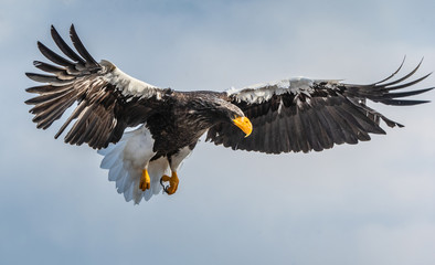 Steller's sea eagle in flight. Blue sky background. Scientific name: Haliaeetus pelagicus. Natural Habitat. Winter Season.
