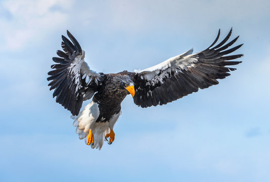 Steller's sea eagle in flight. Blue sky background. Scientific name: Haliaeetus pelagicus. Natural Habitat. Winter Season.