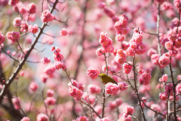 Fototapeta na wymiar 大阪城公園の梅