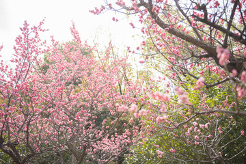 大阪城公園の梅