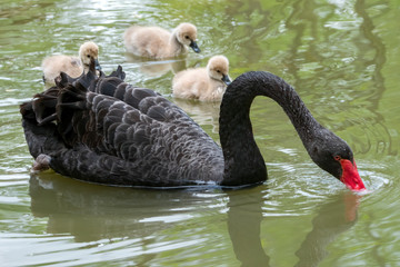 Naklejka premium Black Swan with Babies (Cygnus atratus), Native to Australia