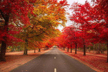 Beautiful Trees in Autumn Lining Streets of Town