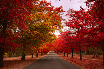 Beautiful Trees in Autumn Lining Streets of Town