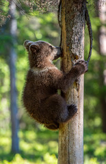 Brown bear cub climbs a tree. Natural habitat. Summer forest. Scientific name: Ursus arctos.