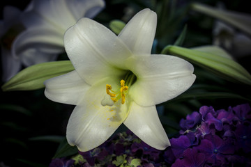Fototapeta premium white and yellow orchid