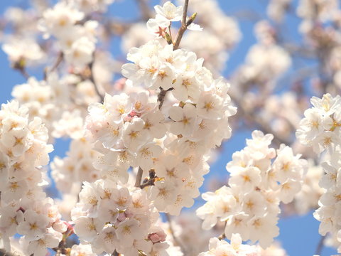 桜（染井吉野） © nobota