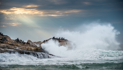 Seascape. The colony of seals on the island. The rays of the sun through the clouds in the dawn sky, the waves breaking on the rocks. False bay. South Africa.