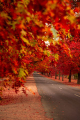 Obraz premium Beautiful Trees in Autumn Lining Streets of Town
