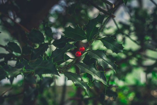 holly berries on a green background
