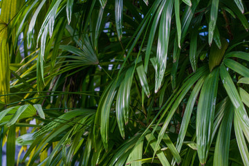 Naklejka na ściany i meble palm tree leaves