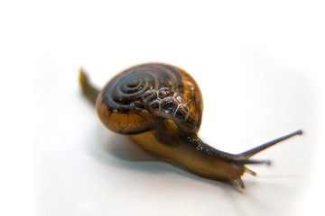 Grove snail or brown-lipped snail, Cepaea nemoralis, in front of white background