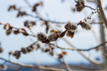 willow branches with catkins