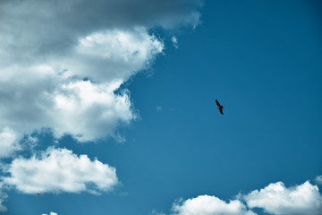 bird in the sky quadcopter drone