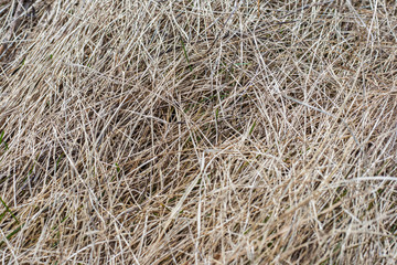 texture of straw. Old dry grass background
