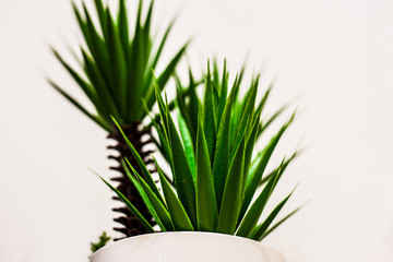 green grass in a pot isolated on white
