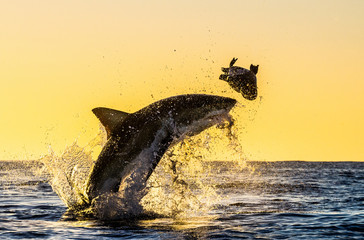 Silhouette of jumping Great White Shark. Red sky of sunrise.  Great White Shark  breaching in...