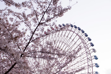 View of Yokohama Ferris wheel through sakura cherry blossom tree