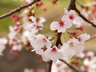 Fototapeta na wymiar 散り始めた桜