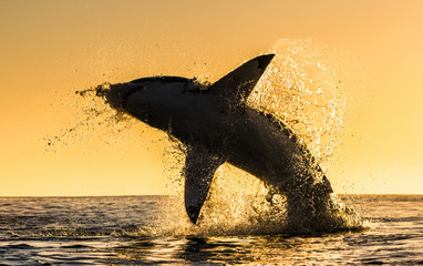 Fototapeta premium Silhouette of jumping Great White Shark. Red sky of sunrise. Great White Shark breaching in attack. Scientific name: Carcharodon carcharias. South Africa.