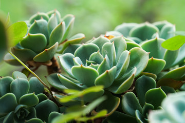 Jardín de suculentas verdes