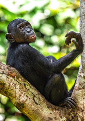 Bonobo on the tree