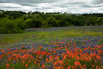 Bluebonnets and Indian Paintbush in the Texas Hill Country, Texas