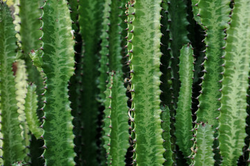 Cáctus verde
