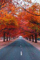 Naklejka premium Beautiful Trees in Autumn Lining Streets of Town