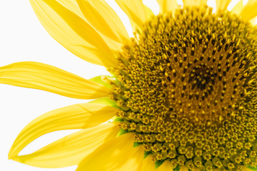 ひまわりのアップ