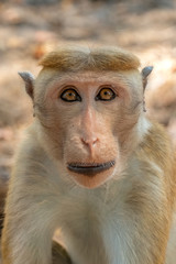 Toque Macaque (Macaca sinica), Yala National Park, Sri Lanka	