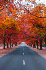 Naklejka premium Beautiful Trees in Autumn Lining Streets of Town